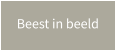 Beest in beeld